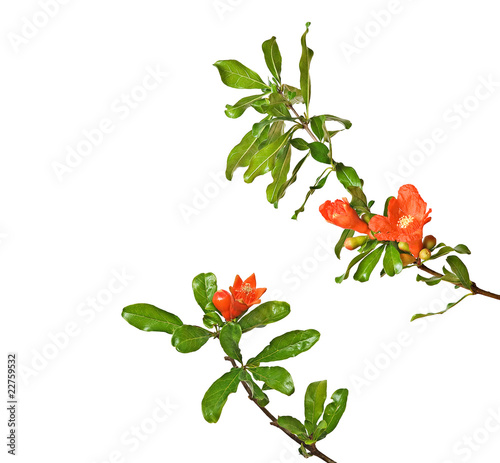 Pomegranate branches with flowers