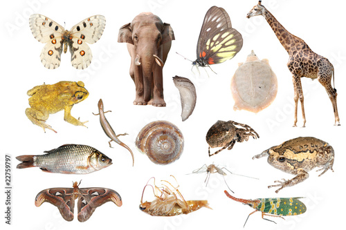 animal collection