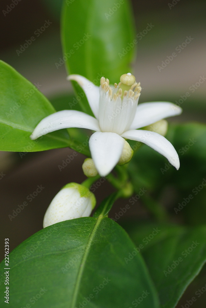 Fleur de mandarinier Fleur de mandarinier