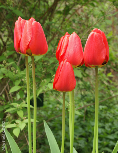 red emperor tulips