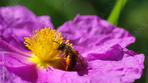 Abeille butinant une ciste