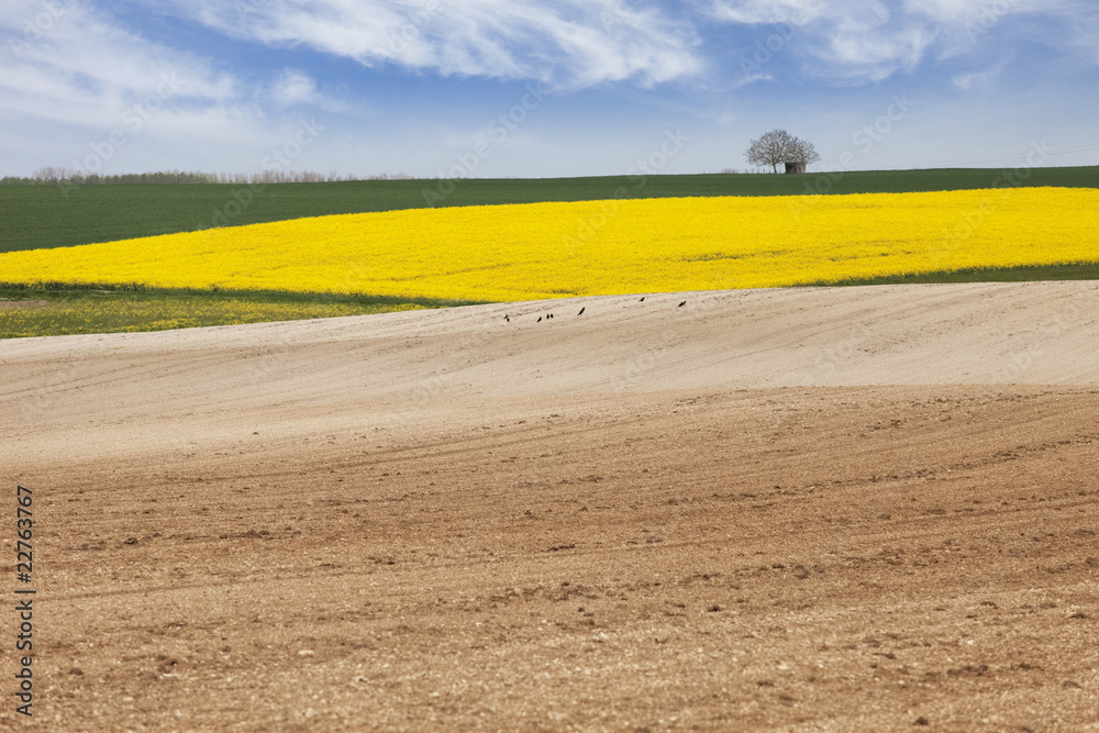 Obraz premium champ de colza