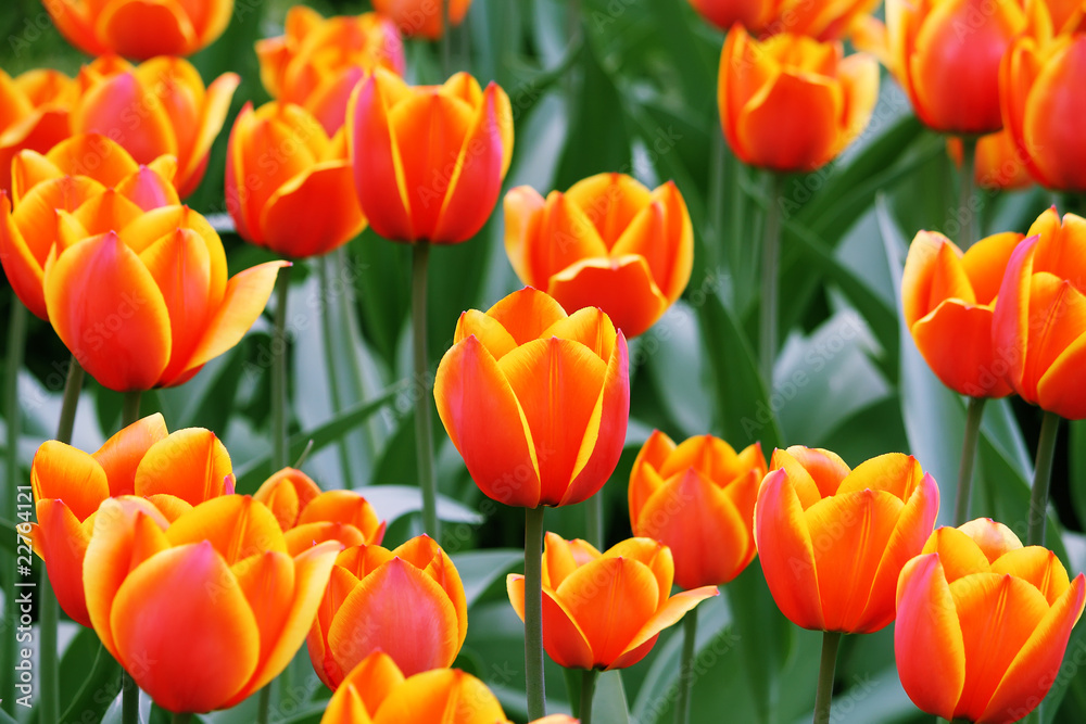 Some tulips Some tulips