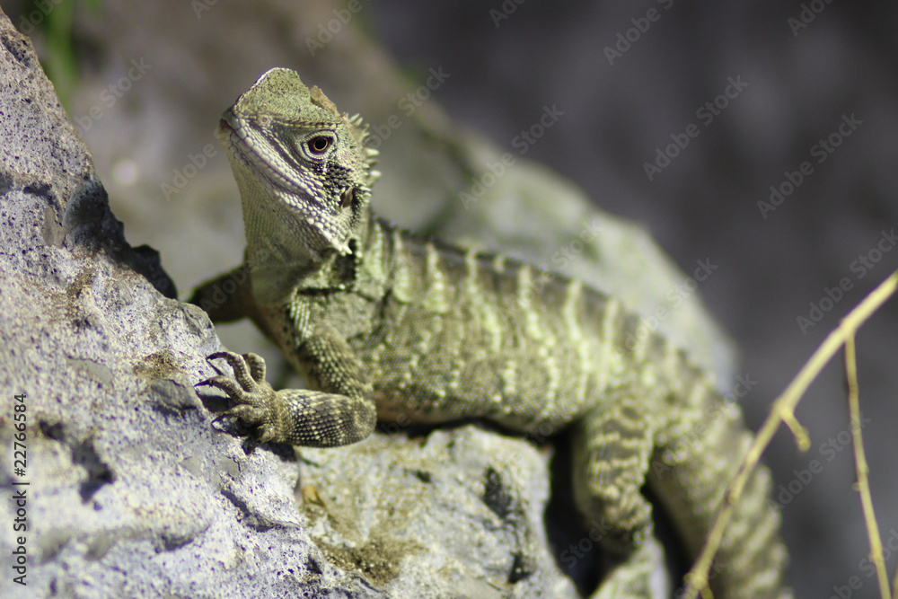 Obraz premium Lizard