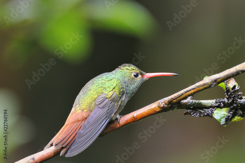 "Amazilia tzacatl", "Rufous-tailed Hummingbird"