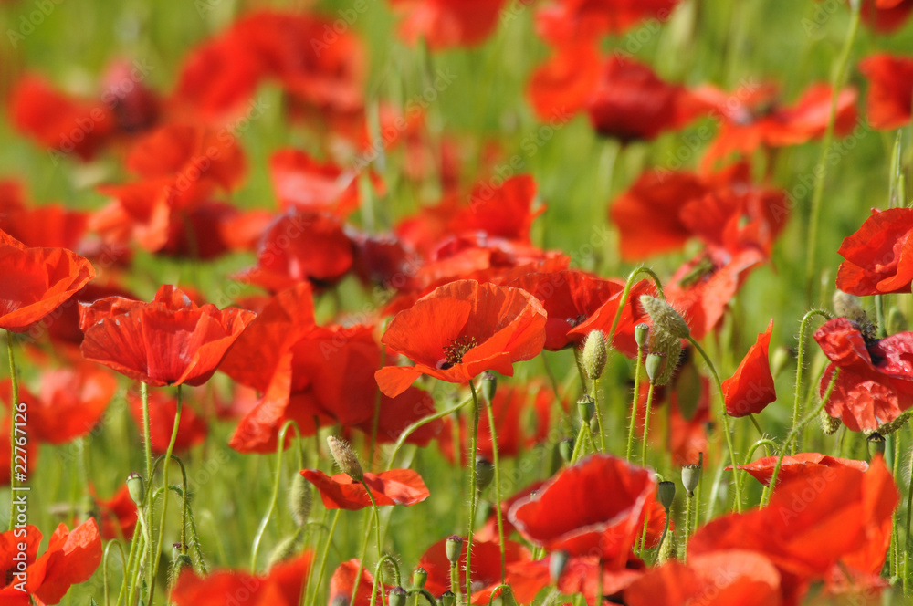 Obraz premium papavero rosso