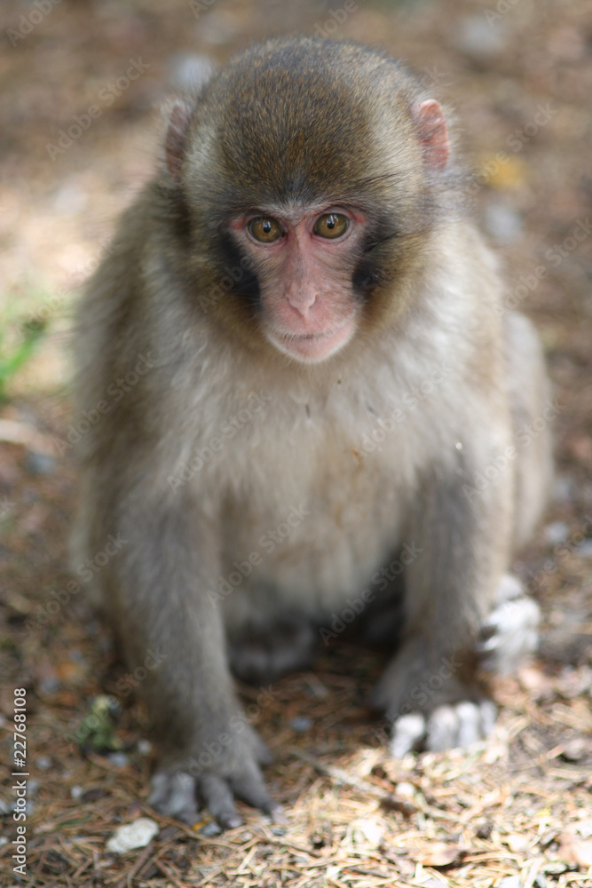 Macaque Macaque