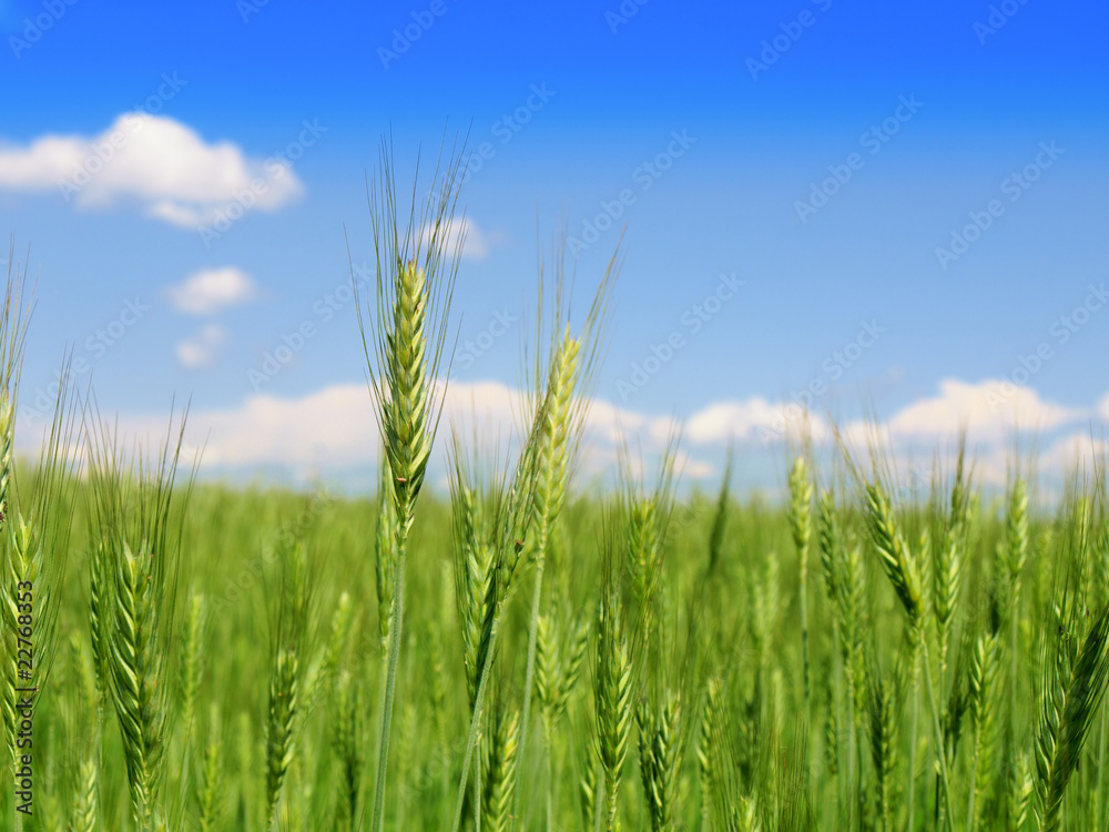 Obraz premium green wheat field and cloudy sky