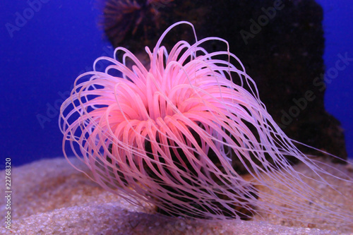 Seeanemone