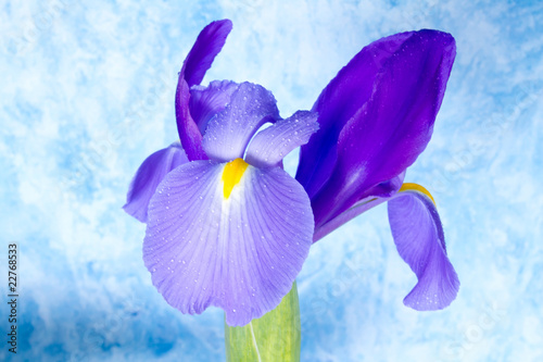 Fototapeta Naklejka Na Ścianę i Meble -  Beautiful iris flower