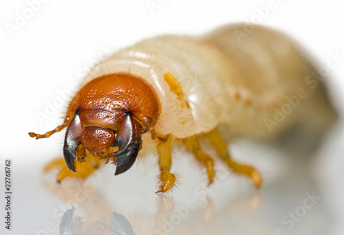 Obraz na plátne Extreme close up of beetle larvae