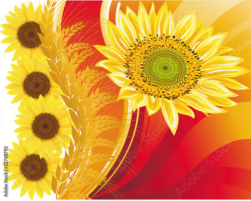 Fototapeta Naklejka Na Ścianę i Meble -  background with wheat and a sunflower