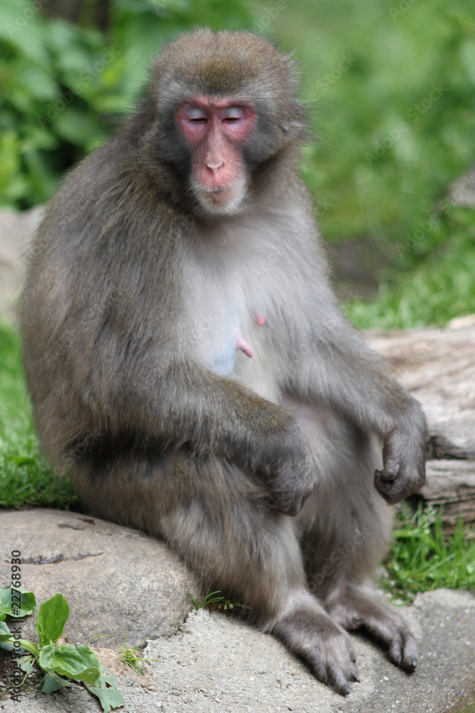 Macaque Macaque