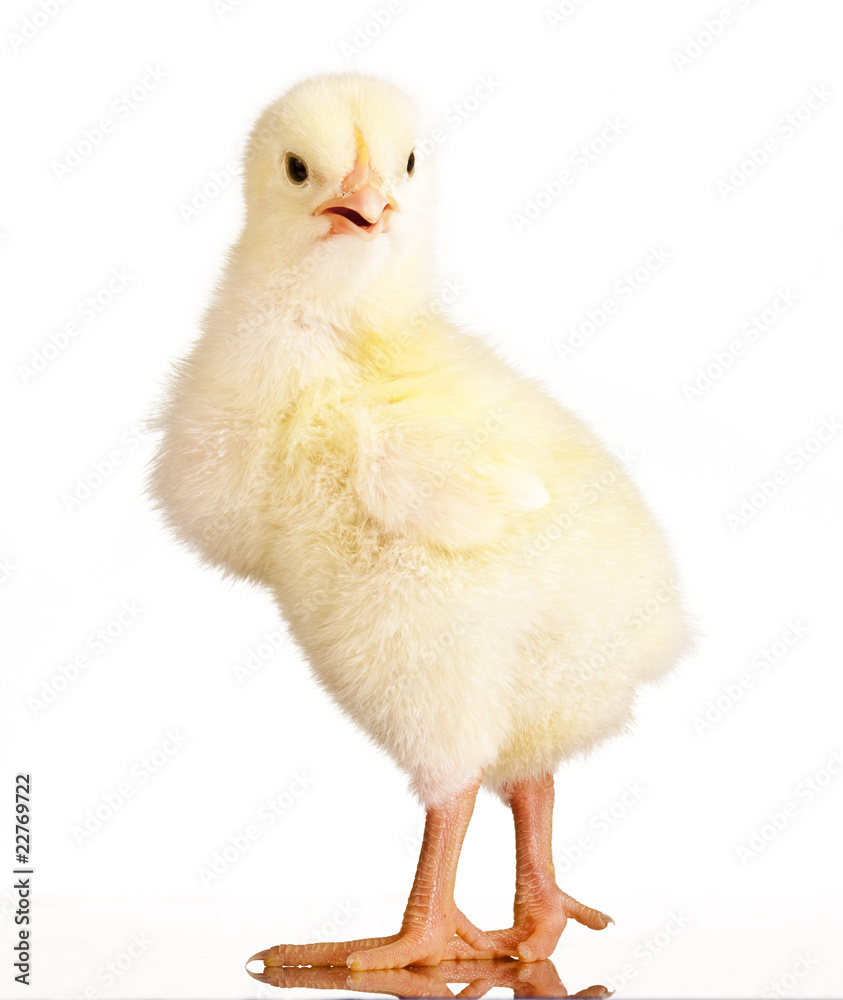 Fototapeta premium Baby chicken