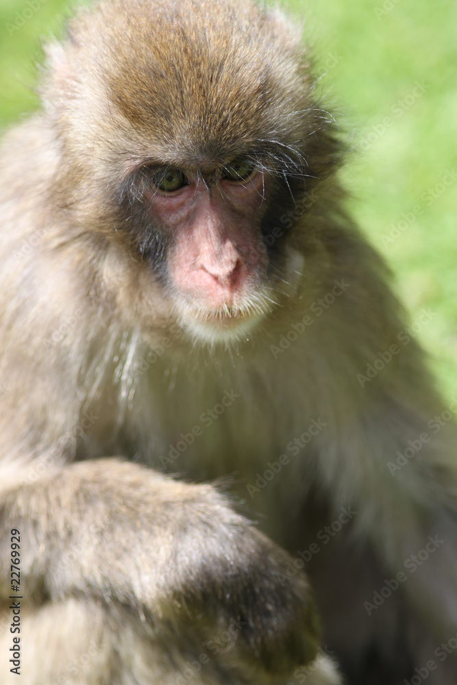 Macaque Macaque