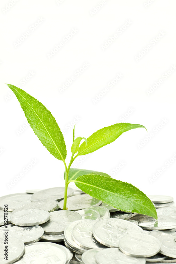 plant and coins isolated on white background plant and coins isolated on white background