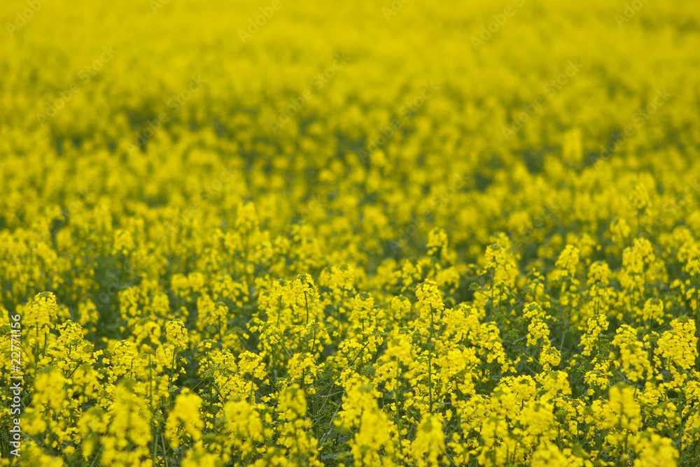 rape field