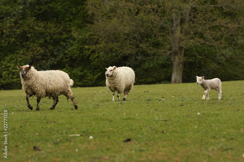 Two Ewes and Lamb Sheep © Nicky Rhodes