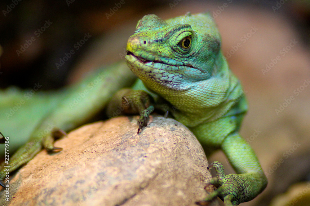 Obraz premium Lizard