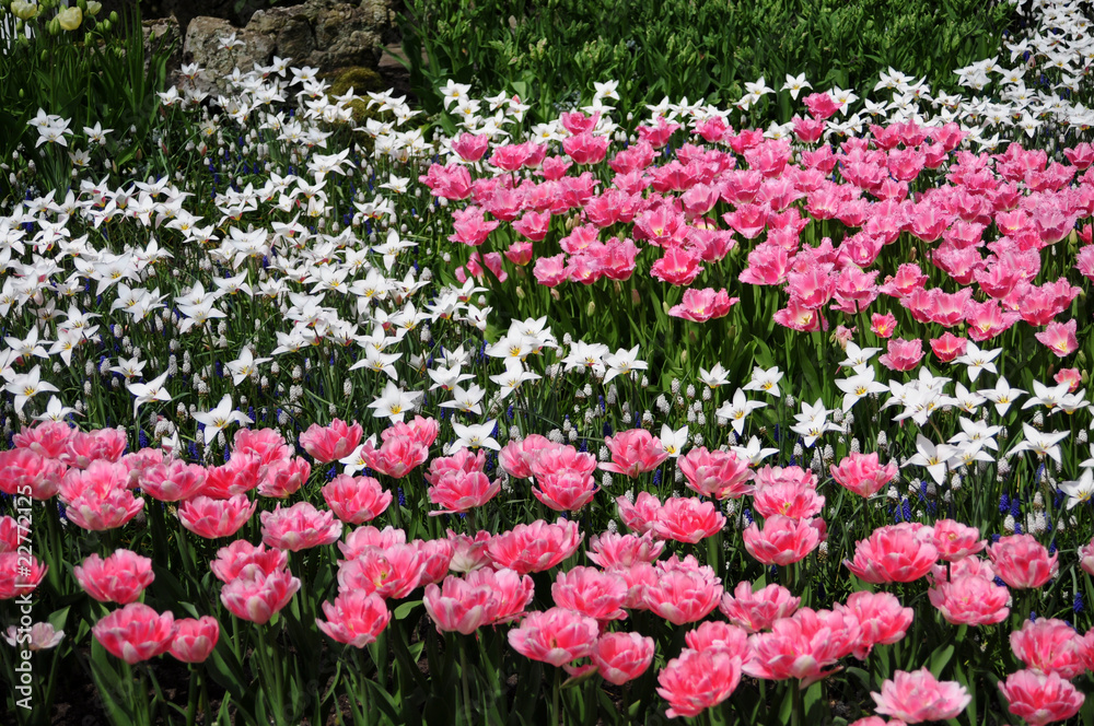 Tulpen Feld