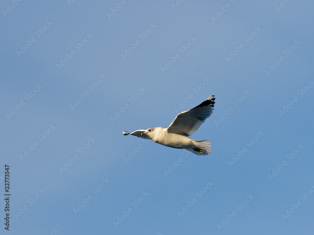 Fototapeta premium Gull