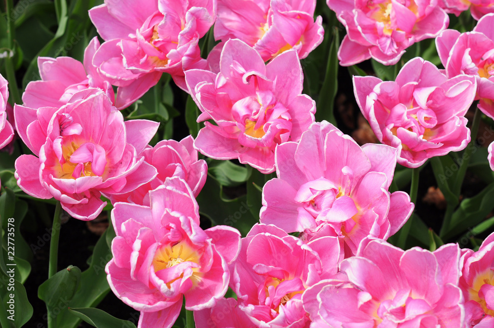 Obraz premium Tulpen Meer