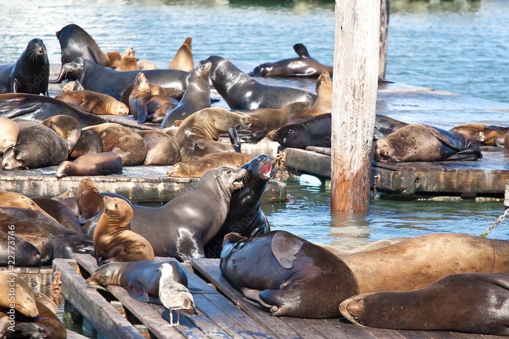 Fototapeta premium Sea Lions near Pier 39 in San Francisco