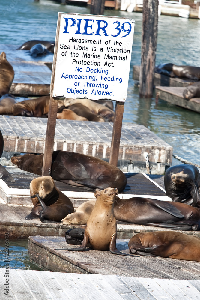 Obraz premium Sea Lions near Pier 39 in San Francisco