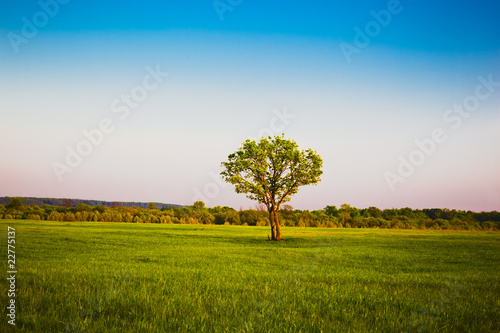 Green grass and tree, the blue   fine sky