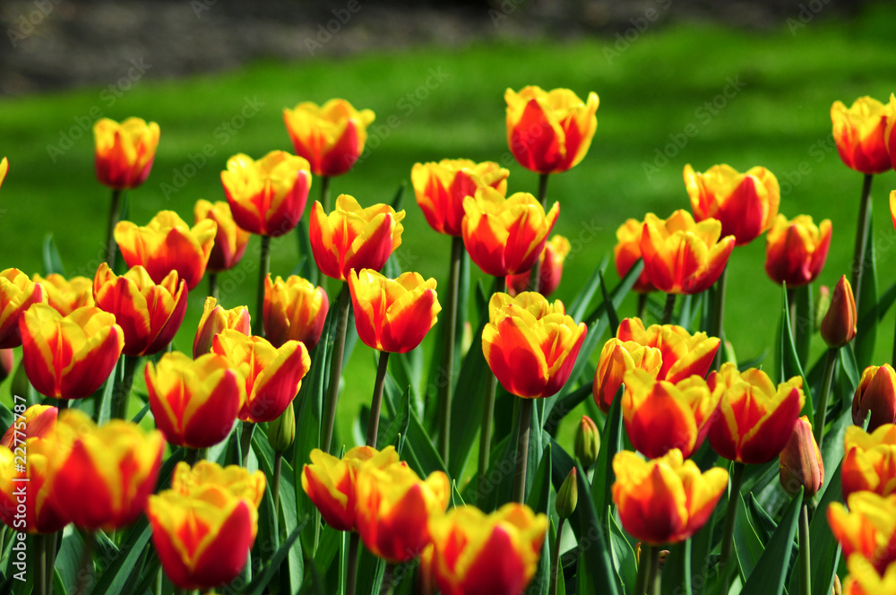 Tulpen Meer