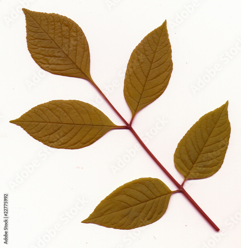 Ash leaf pattern