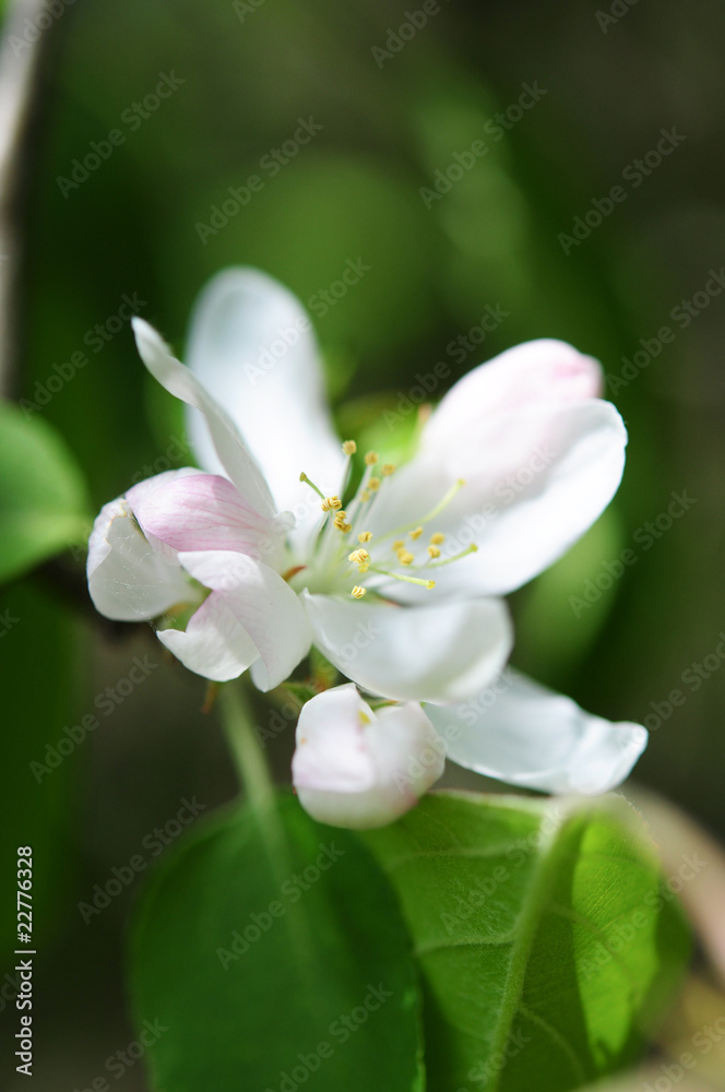 Blume. Nahaufnahme Blume. Nahaufnahme