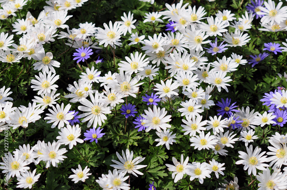 Weiße Blumen Weiße Blumen
