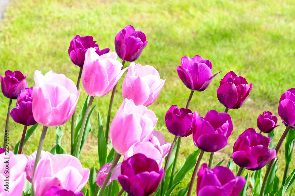 Tulpen im Park Tulpen im Park
