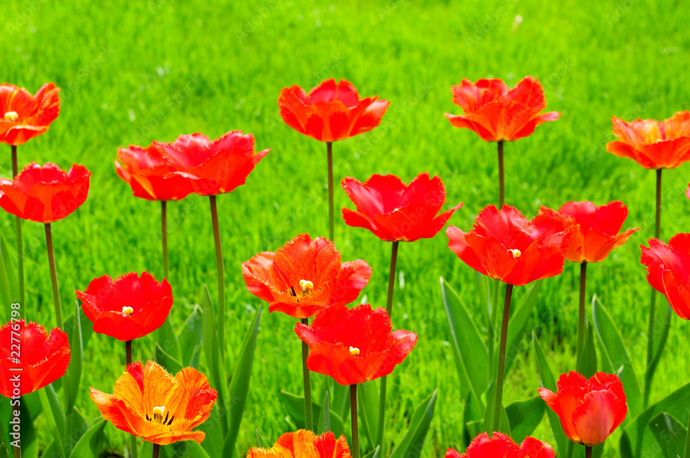 Rote Tulpen Rote Tulpen
