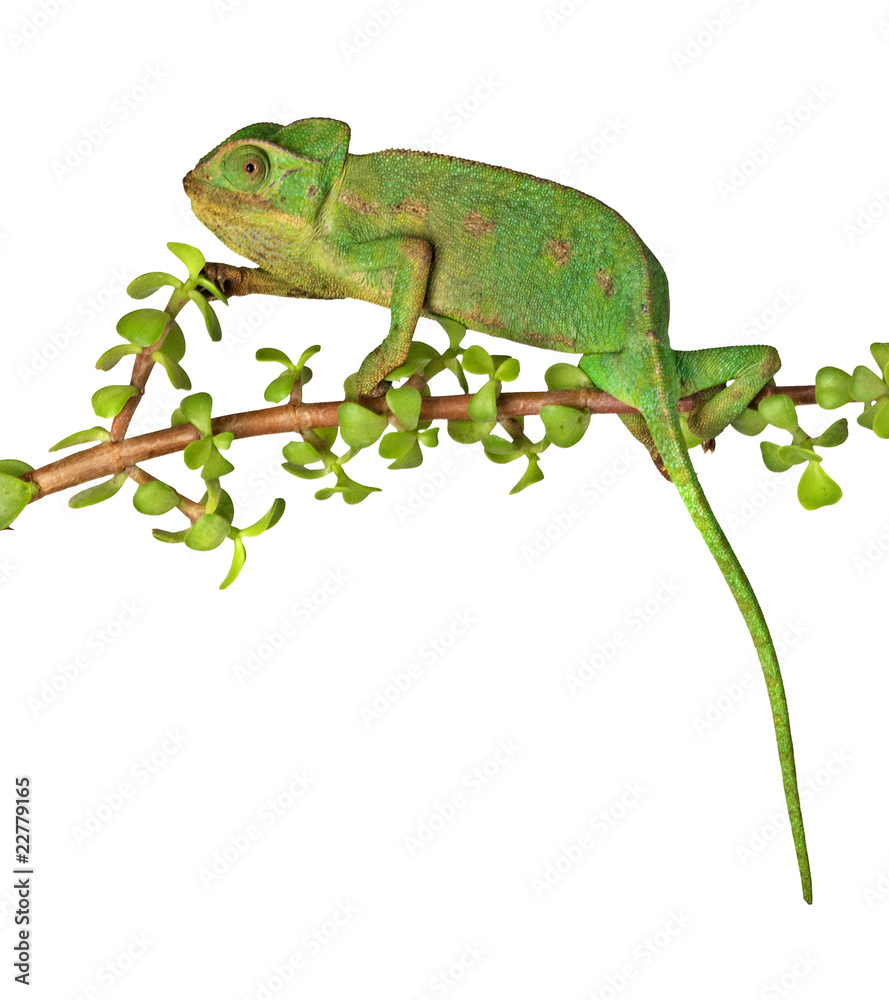 Close up of chameleon Close up of chameleon