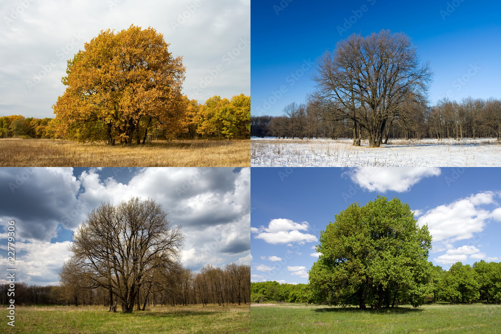Fototapeta premium Oak in four seasons