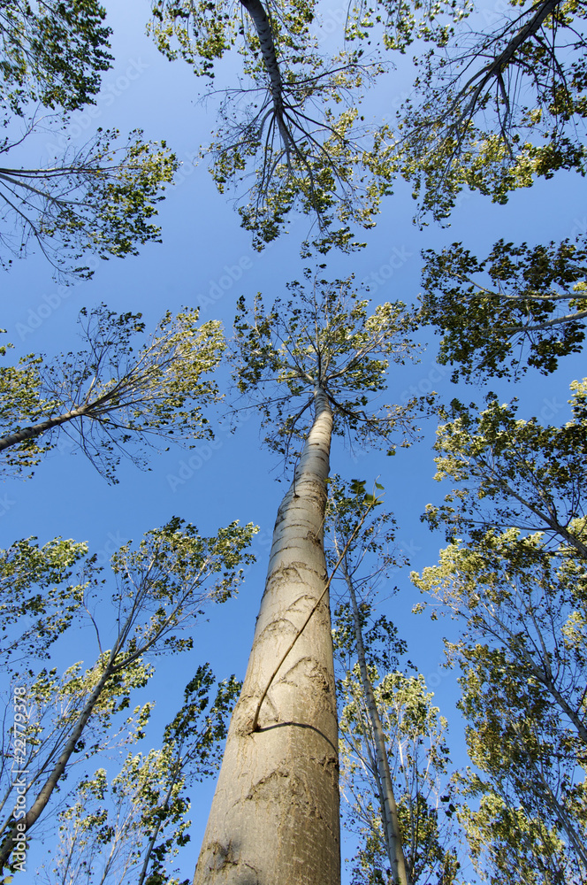 Fototapeta premium From below