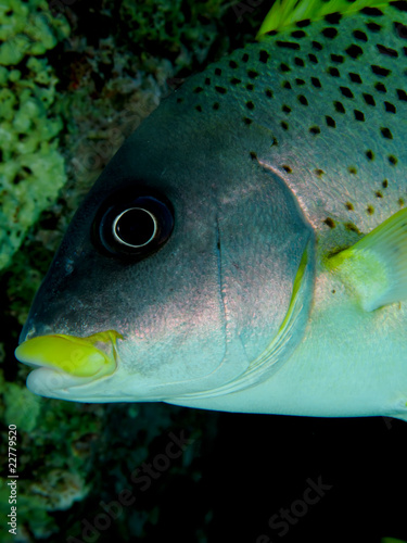 Blackspotted sweetlips photo