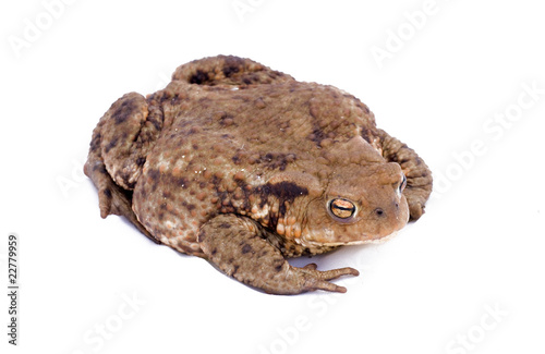 Toad