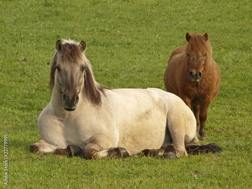 CHEVAL ET PONEY