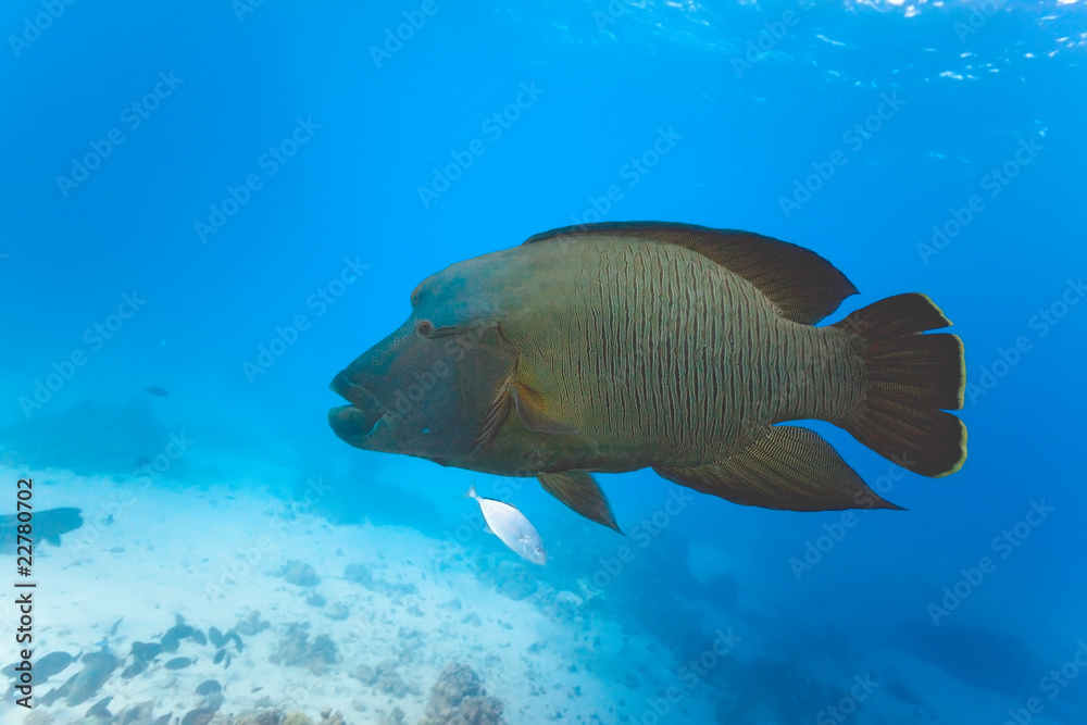 Napoleon fish