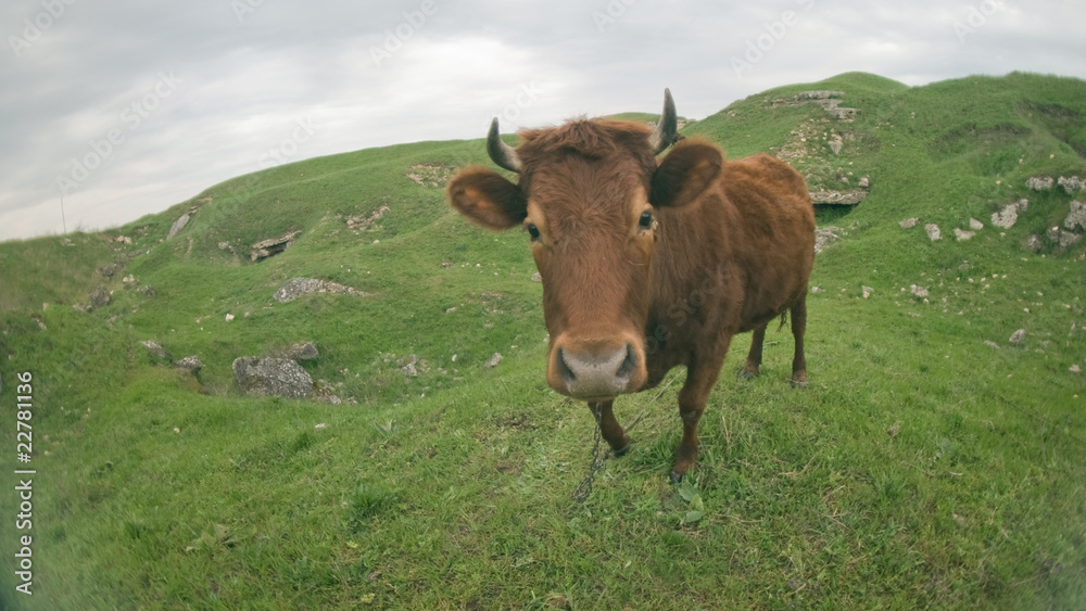 Cow Cow