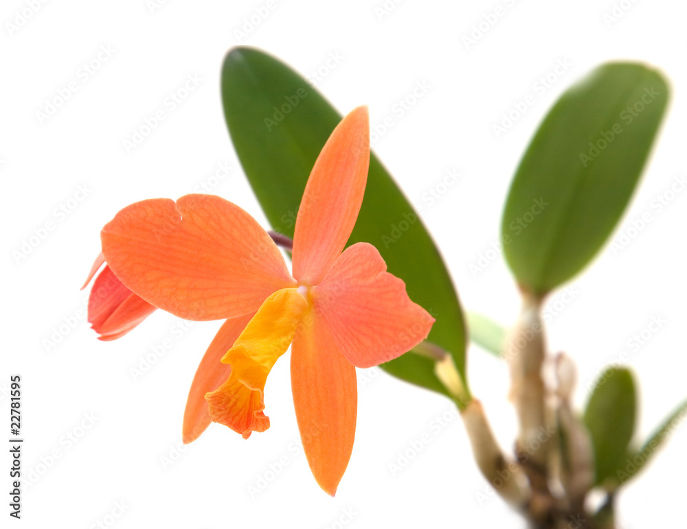 small dark orange Cattleya orchid; isolated on white;