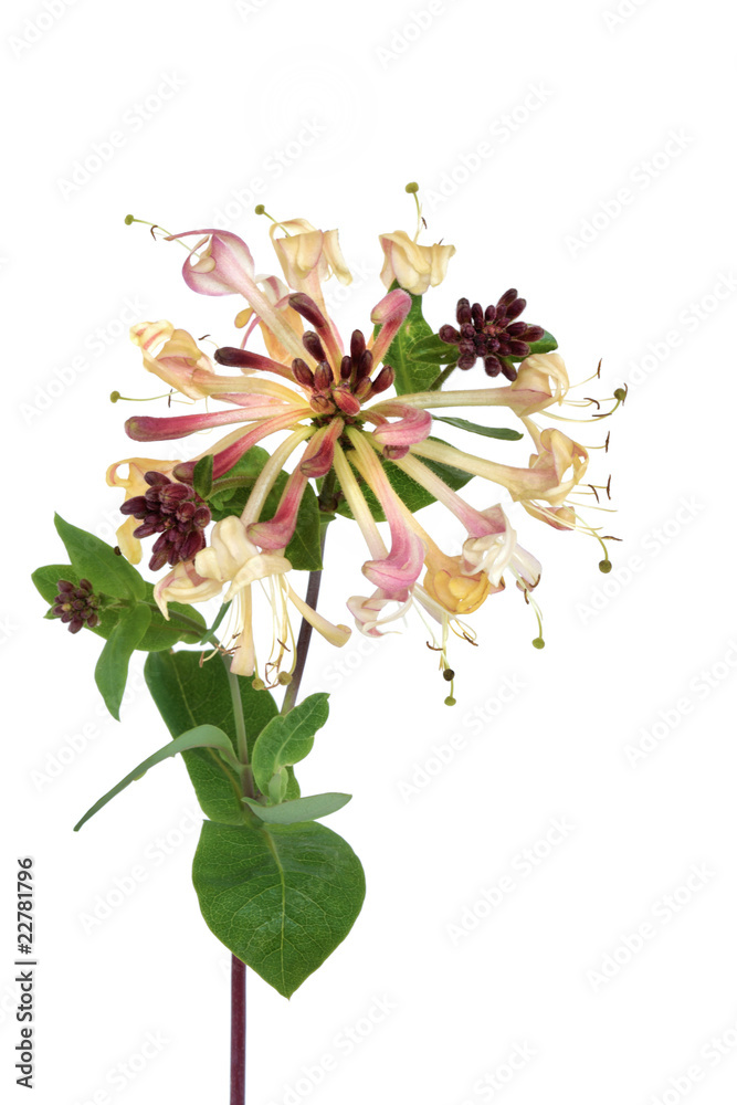 Honeysuckle Flower