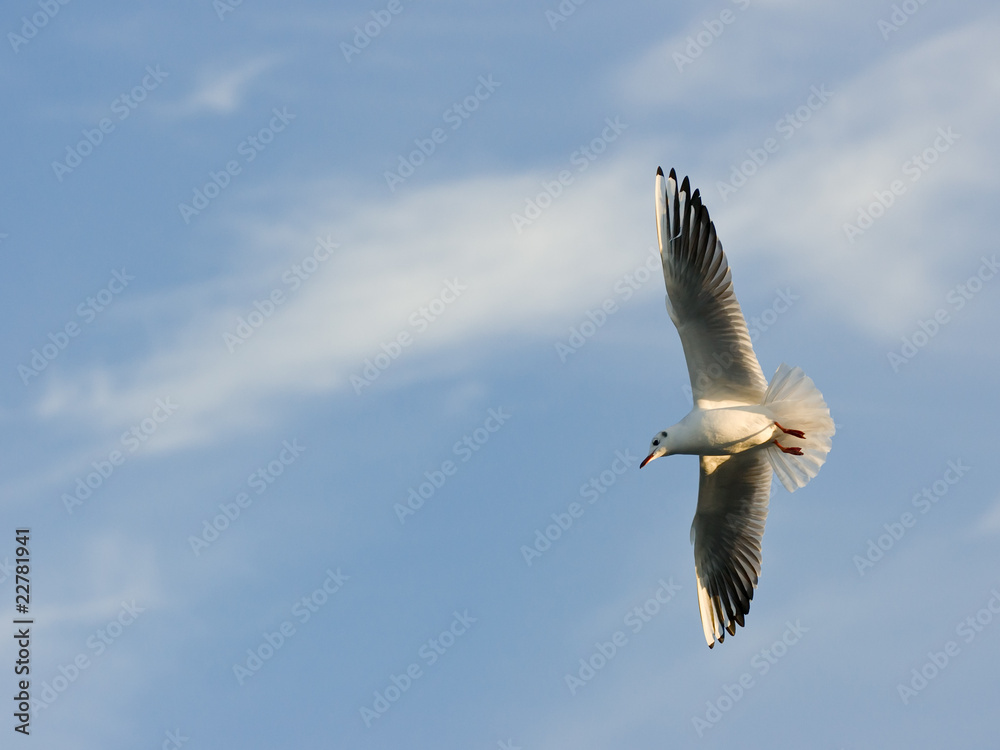 Obraz premium Gull
