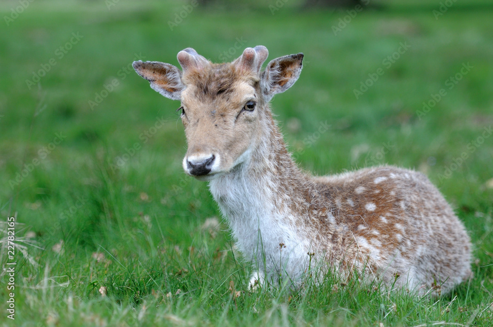 Richmond Fallow Deer-6