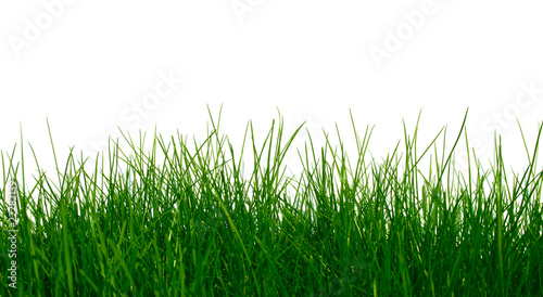 Young green grass