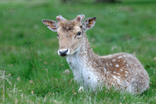 Richmond Fallow Deer-6 © johnaalex