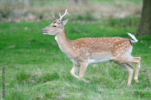 Richmond Fallow Deer-5